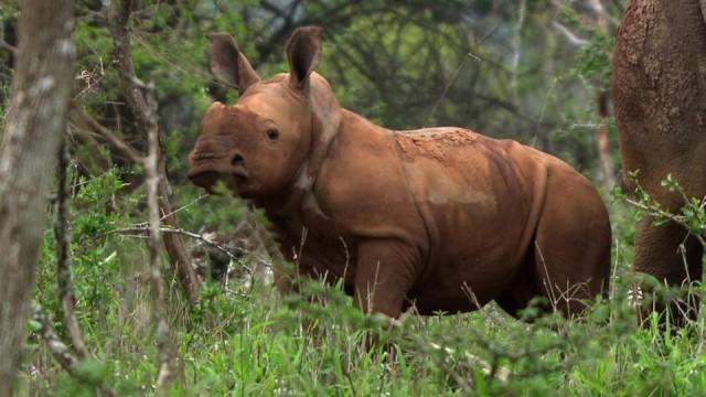 Wildes Südafrika (4) - Das Abenteuer