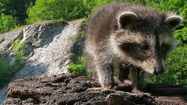 Das Osnabrücker Land – Waschbären und Wildschweine