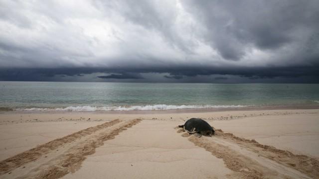 Das Great Barrier Reef (2/3): Vom Riff zum Regenwald