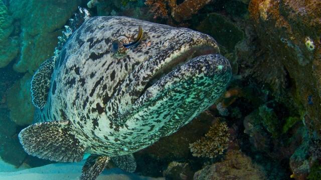 Das Great Barrier Reef (3/3): Tierische Besucher aus aller Welt