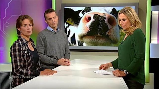 Von glücklichen und unglücklichen Kühen