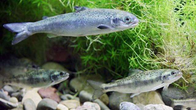 Vom Harz zur Nordsee - Die Rückkehr der Lachse