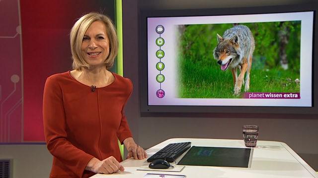 Rückkehr der Wildtiere (Planet Wissen Extra)