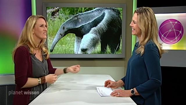 Wer rettet den Ameisenbär