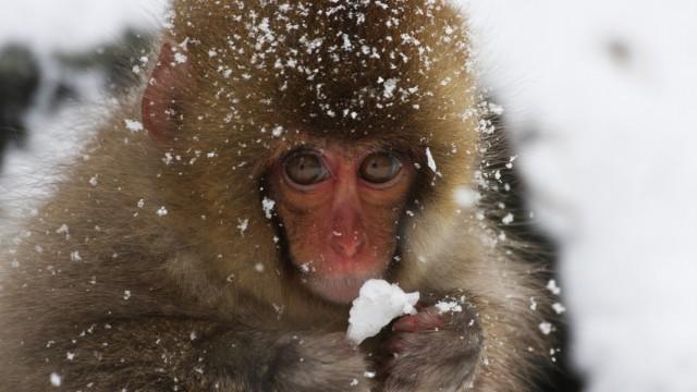 Wildes Japan (1) - Schneeaffen und Vulkane