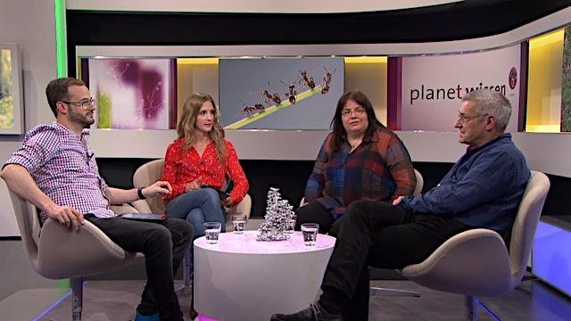 Die Ameise – das größte Raubtier der Welt