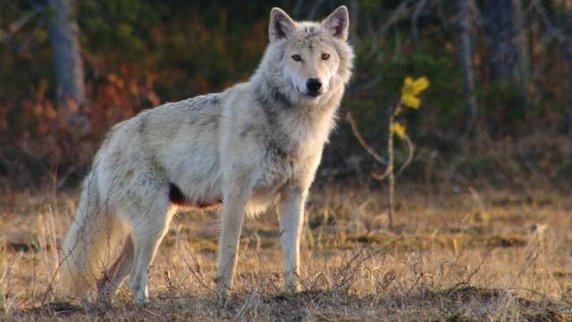 Wildes Skandinavien (3): Finnland - Inselmeer und Seenland