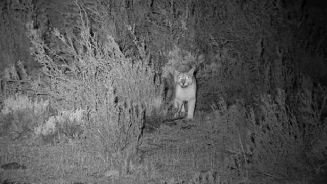 Geheimnisvolle Welten - Nachts in Dschungel und Pampa