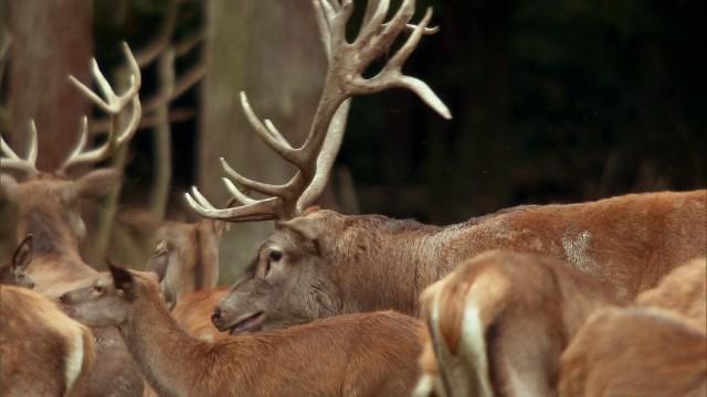 Die Elbe (1): Vom Riesengebirge zur Sächsischen Schweiz