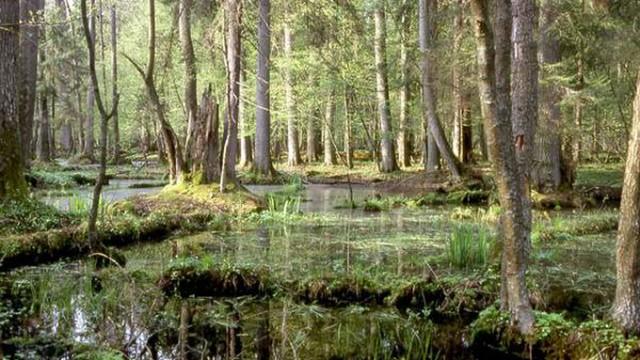 Ostpreußens Wälder - Land der Wisente, Wildpferde und Störche