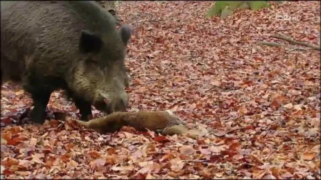 Wildschweine im Teutoburger Wald