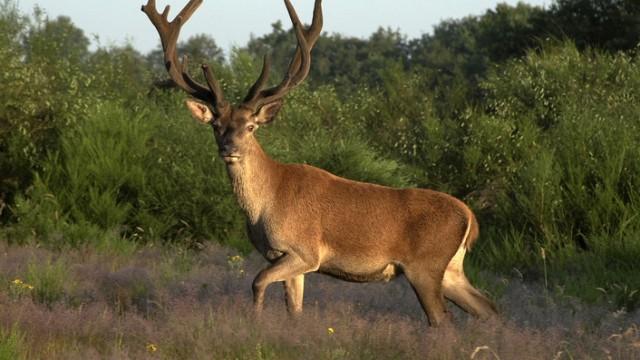 XXL - Wildes Frankreich