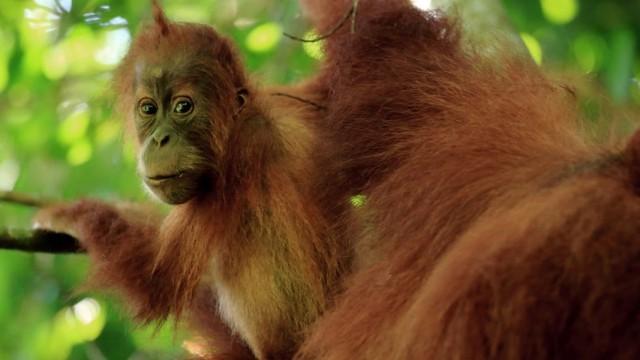 Wildes Südostasien (1): Im Reich der Orang Utans
