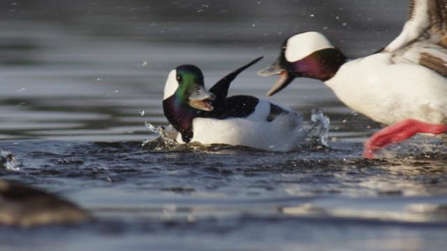Die wunderbare Welt der Enten