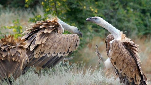 Der kleine Kaukasus - Zwischen Ararat und Kaspischem Meer