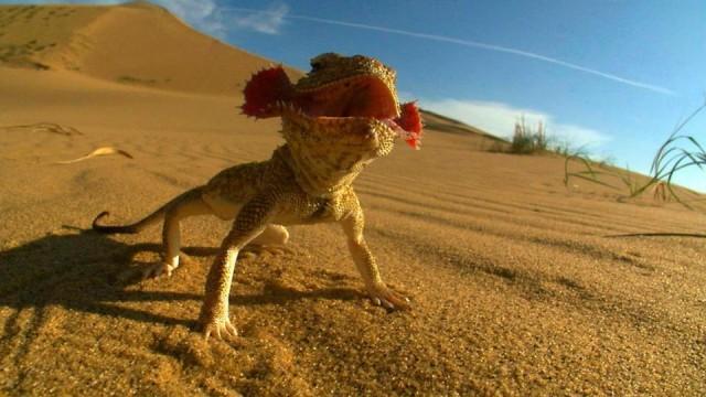 Der Große Kaukasus - Russlands Dach der Welt