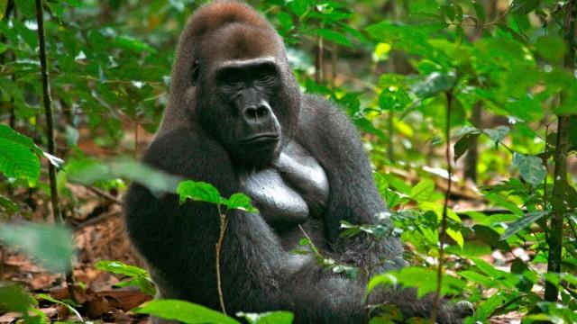 Mythos Kongo (2) Im Reich der Menschenaffen