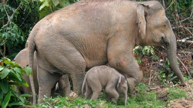 Borneos Zwergelefanten