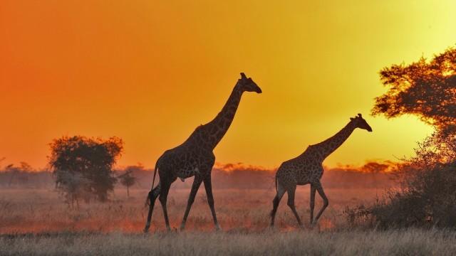 Serengeti (1) - Der große Aufbruch