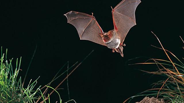 Fledermäuse - Warte, bis es dunkel wird