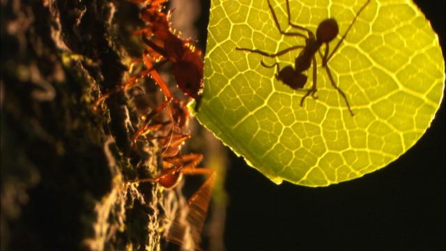 Mythos Amazonas (2) - Triumph des Lebens