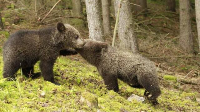 Bärenkinder allein im Wald
