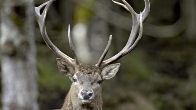 Der Rothirsch - König der Alpen