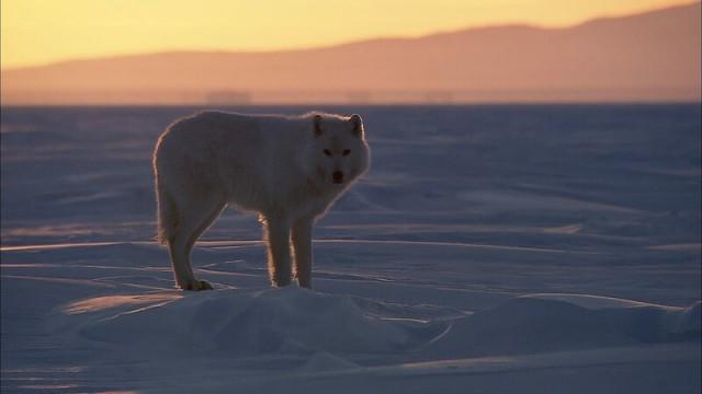 Wildes Skandinavien (4): Grönland - Das Reich der Eisbären