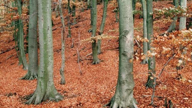 Wildes Deutschland – Der Hainich - Thüringens Urwald