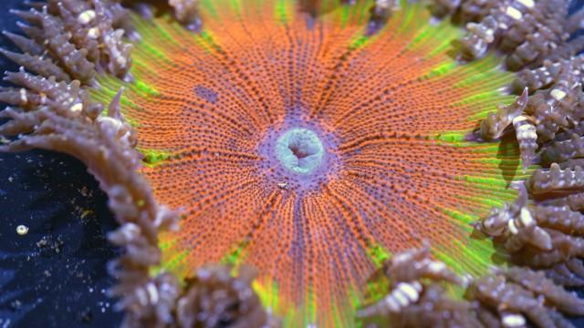 Atlantik - Ozean der Extreme (2): Hitze und Hurrikans