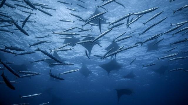 Atlantik – Ozean der Extreme (3): Berge der Tiefsee