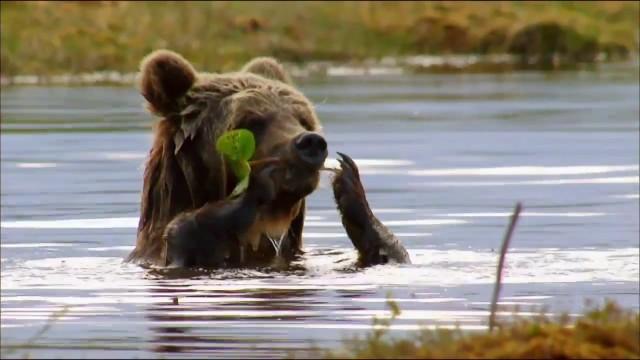 Die Bärenbande - In Skandinaviens Wäldern