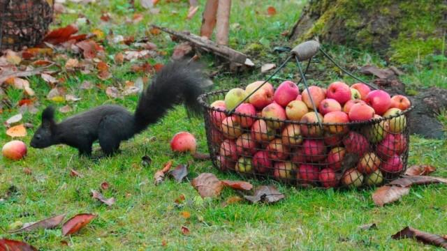 Mysterious Garden (2): harvest time