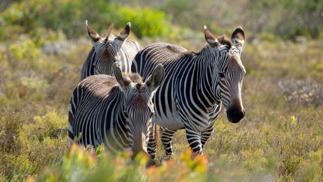 Wild South Africa: Cape of the Extreme