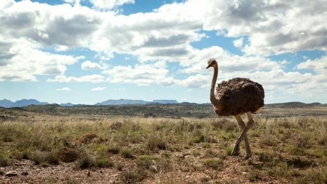 Wild South Africa: Where the desert blooms
