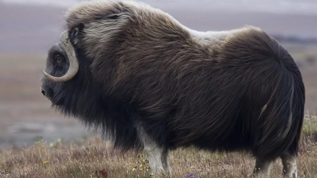 Russland – Im Reich der Tiger, Bären und Vulkane