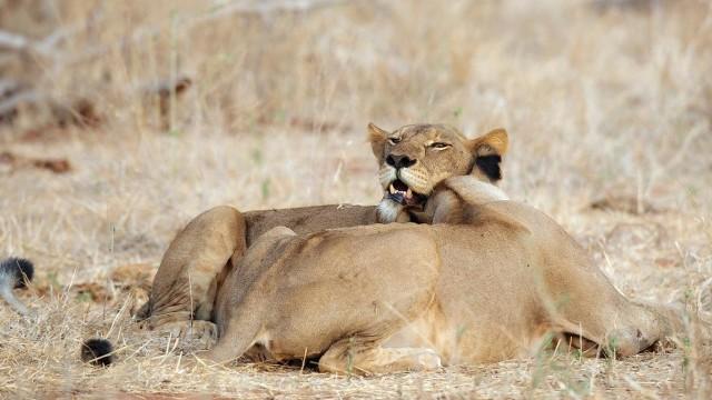 Das Reich der Löwen (1): Feindesland