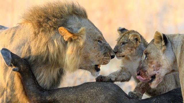 Das Reich der Löwen (2): Jagdfieber