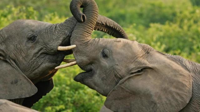 Wildes Uganda – Tierparadies im Osten Afrikas