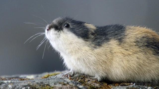 Die kleinen Giganten des Nordens – Das Geheimnis der Lemminge