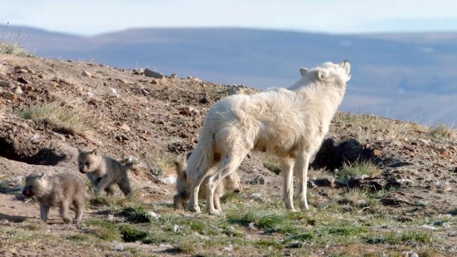 Polarwölfe (1): Überleben in Kanadas Arktis