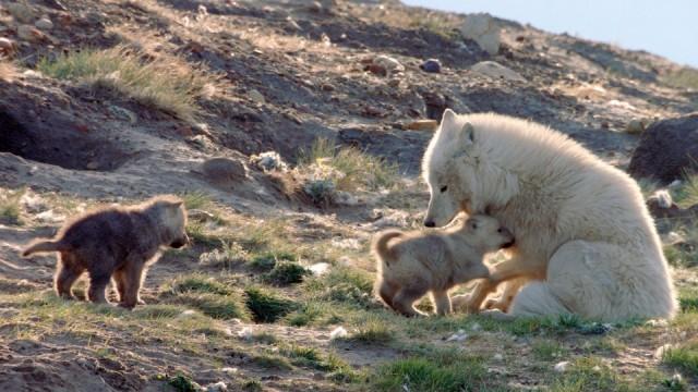 Polarwölfe (2): Familienbande