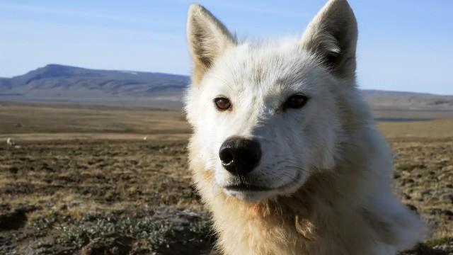 Polarwölfe (3): Das Abenteuer