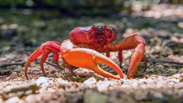 Die Weihnachtsinsel und der Palmendieb
