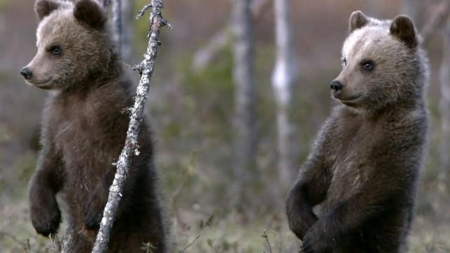 Wildes Karelien – Land der Braunbären und Singschwäne
