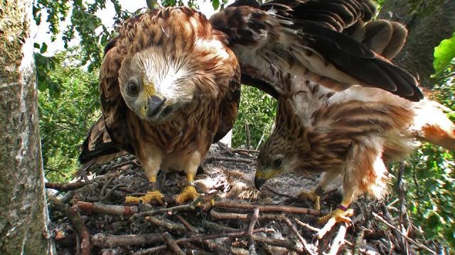 Das Jahr des Rotmilans