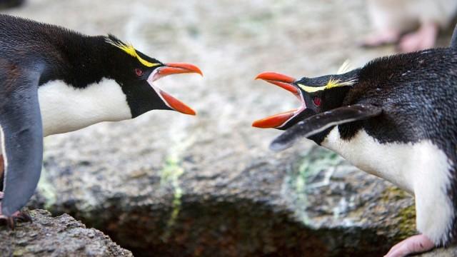 Wildes Neuseeland (2) - Im Reich der Extreme