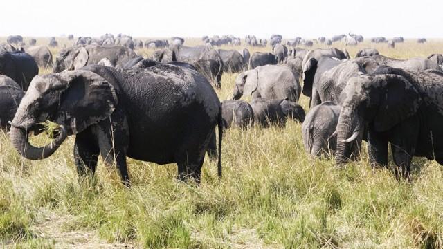 Ein Jahr unter Elefanten – Zwei Hamburger im Süden Afrikas