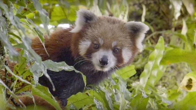 Der Kleine Panda – Verborgen im Himalaja