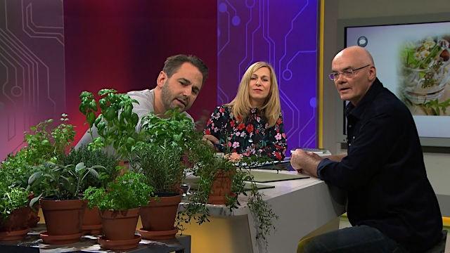 Kräuter – Würze, Wellness, Medizin